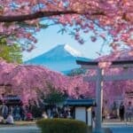 3 Essential Tips for Japan Cherry Blossom Tours
