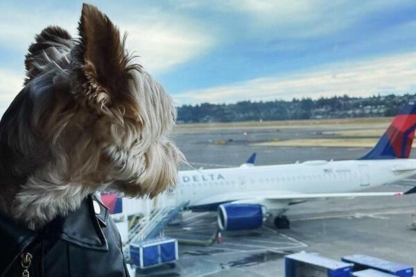 Study shows Delta Air Lines is best US airline for travelling with pets