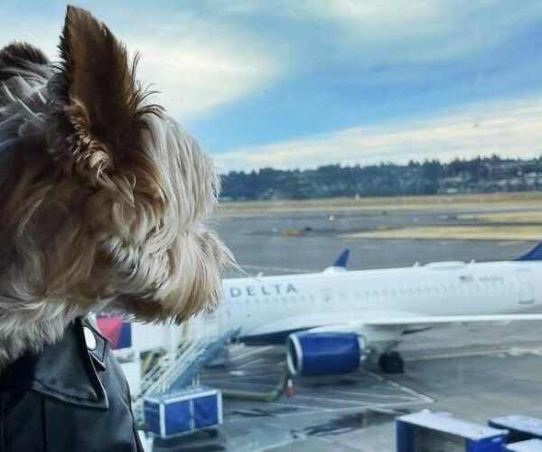 Study shows Delta Air Lines is best US airline for travelling with pets